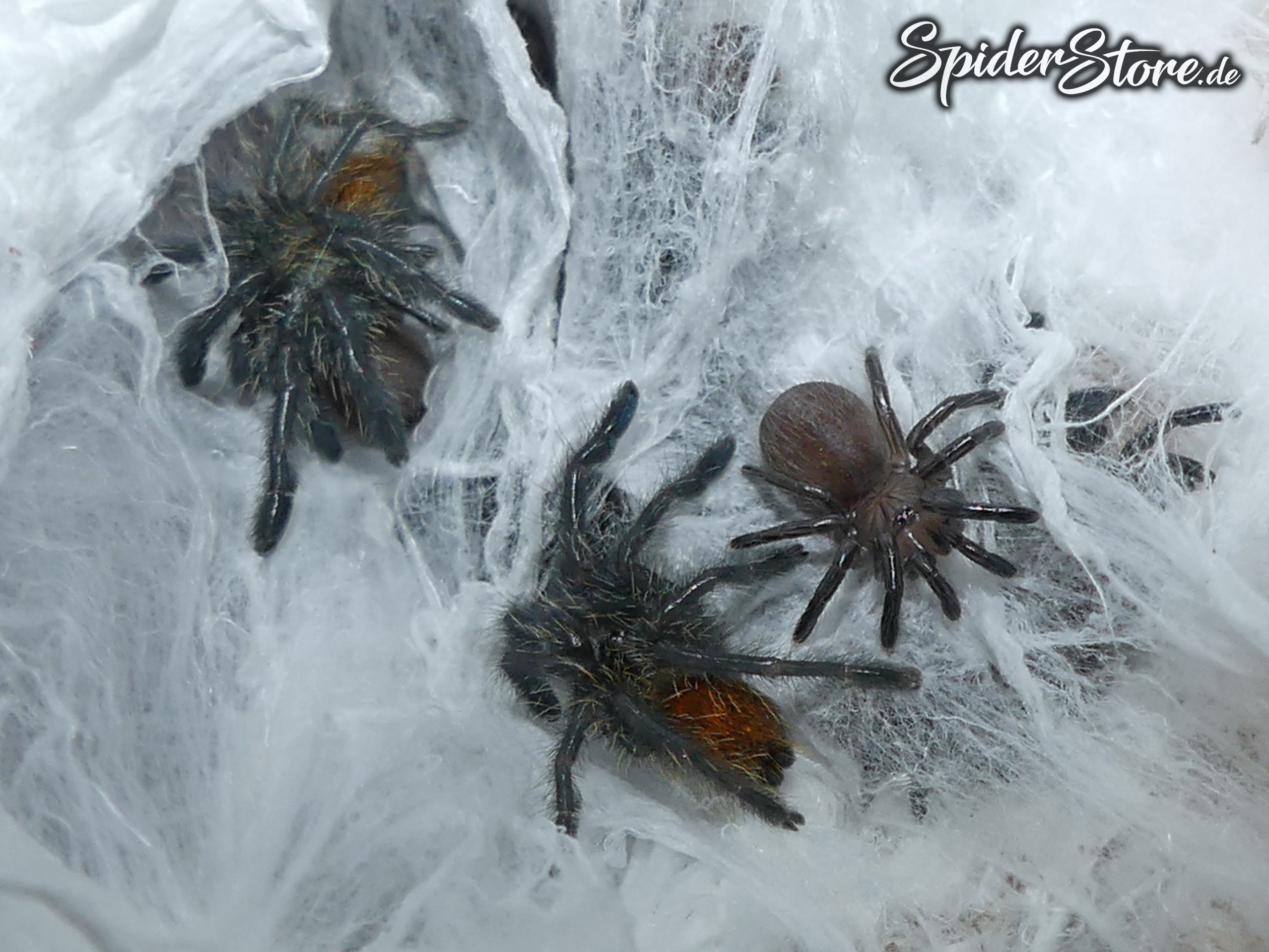 Pterinochilus murinus rcf